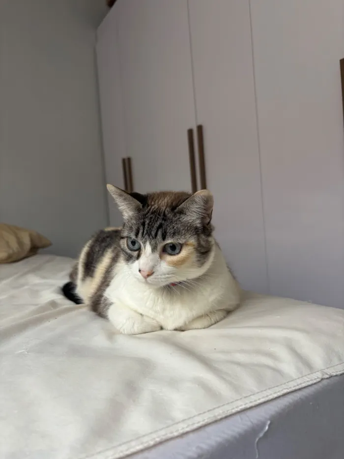 Gato raça SRD-ViraLata idade 6 ou mais anos nome Luna
