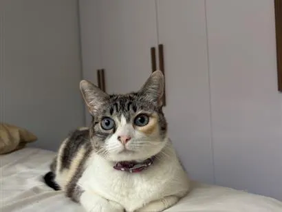 Gato raça SRD-ViraLata idade 6 ou mais anos nome Luna