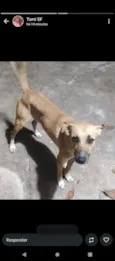 Bolinha