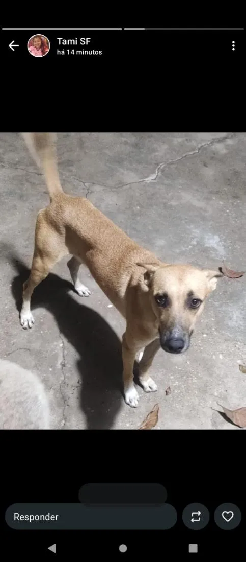 Cachorro raça SRD-ViraLata idade 1 ano nome Bolinha