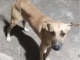 Bolinha