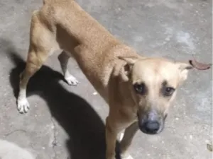 Cachorro raça SRD-ViraLata idade 1 ano nome Bolinha