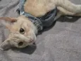 Nala
