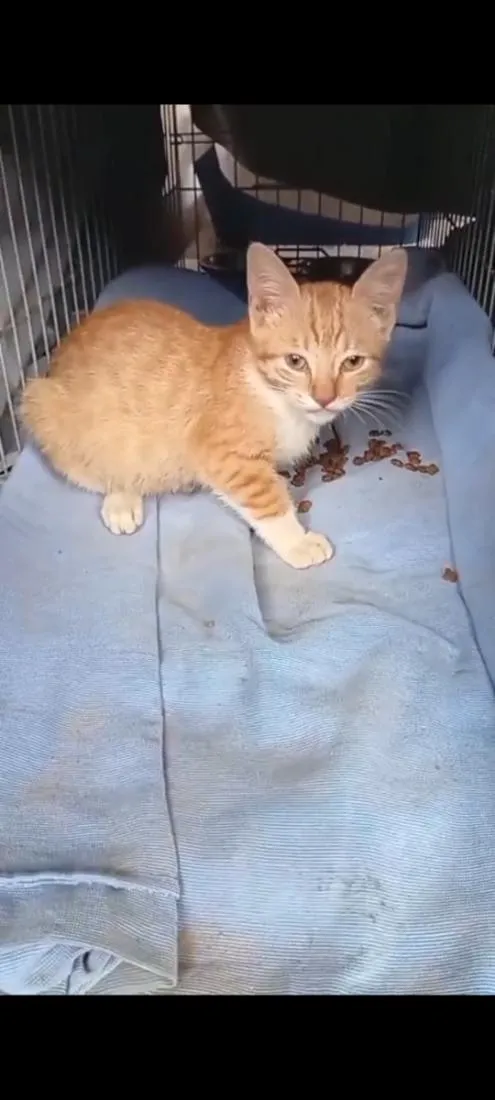 Gato raça SRD-ViraLata idade 2 a 6 meses nome Tigrinha
