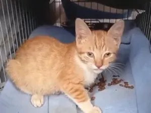 Gato raça SRD-ViraLata idade 2 a 6 meses nome Tigrinha