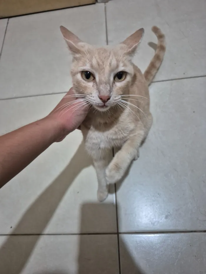Gato raça SRD-ViraLata idade 3 anos nome Nala