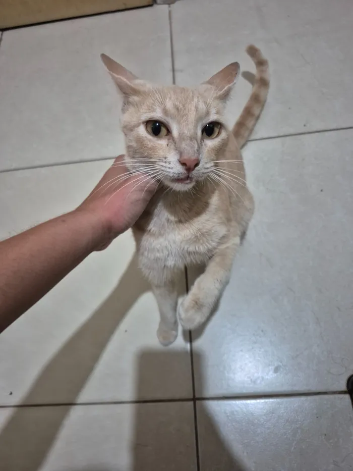Gato raça SRD-ViraLata idade 3 anos nome Nala