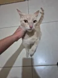 Nala