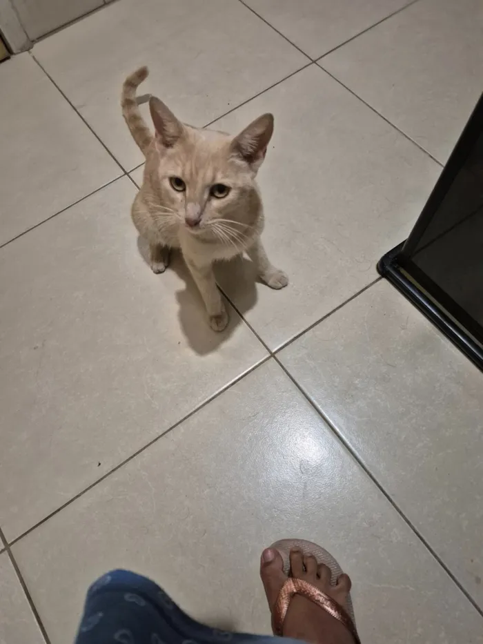 Gato raça SRD-ViraLata idade 3 anos nome Nala