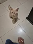 Nala