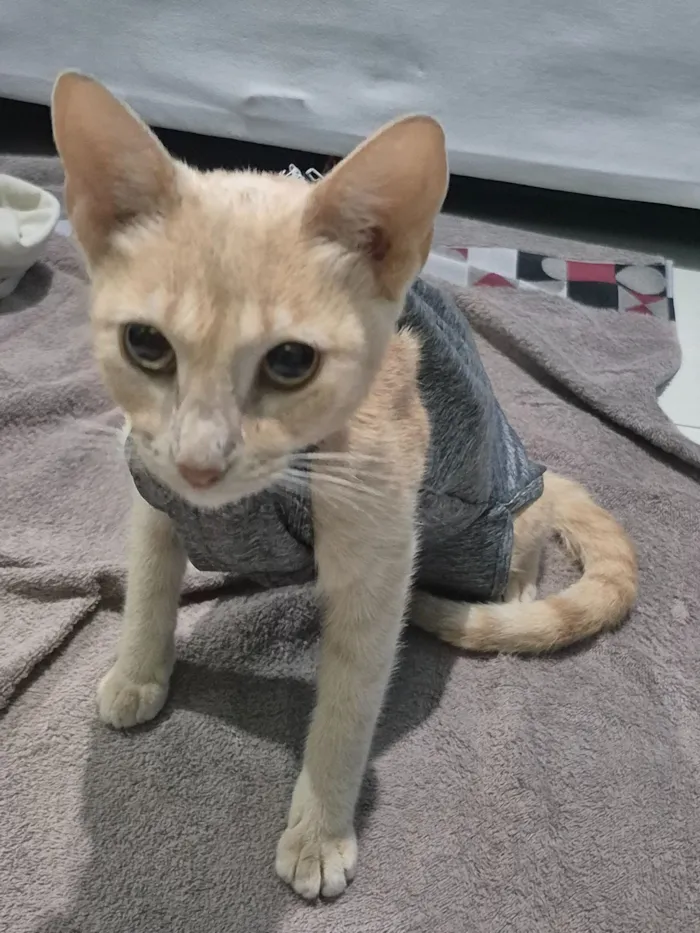 Gato raça SRD-ViraLata idade 3 anos nome Nala