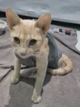 Nala