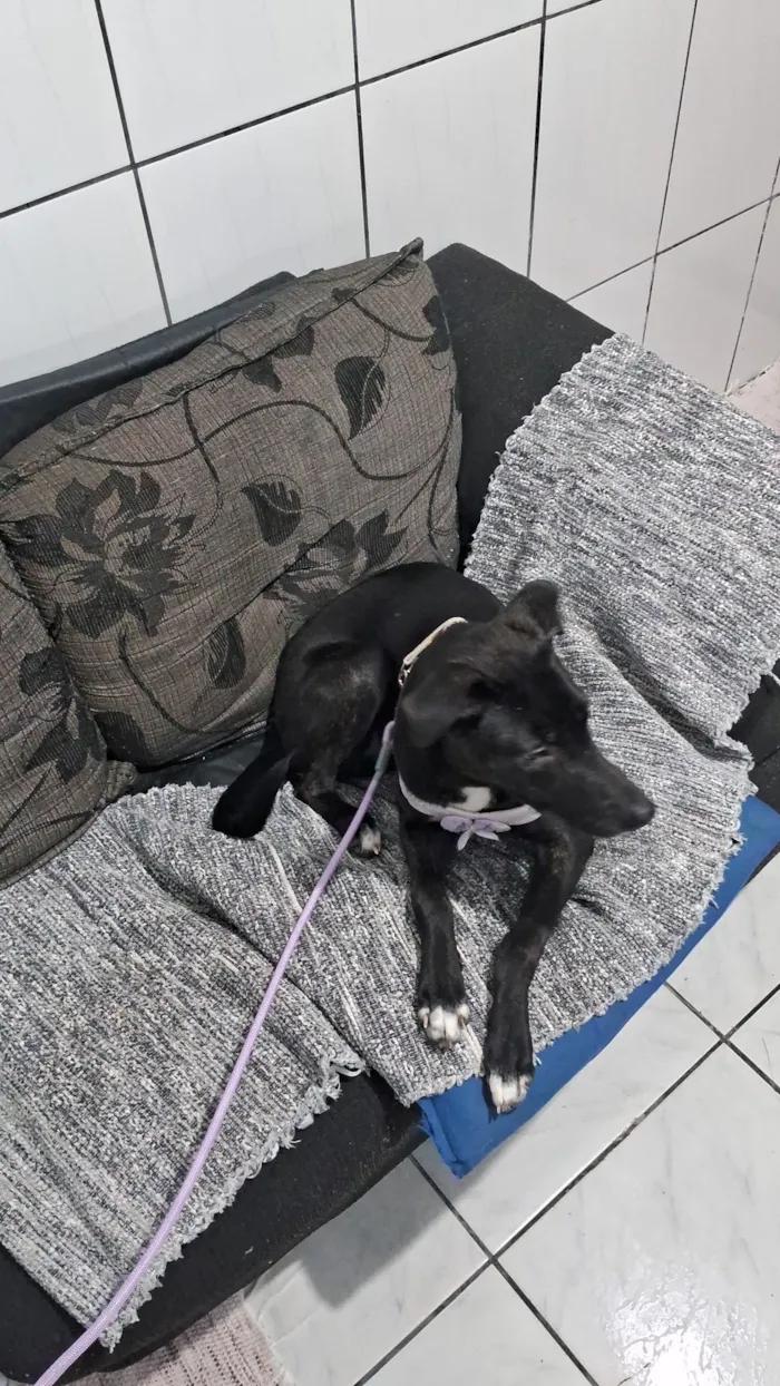Cachorro raça SRD-ViraLata idade 1 ano nome pandora