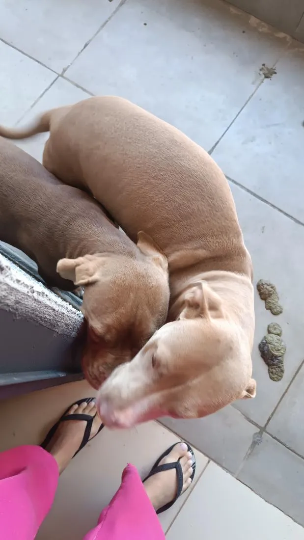 Cachorro raça Pit-Bull idade 7 a 11 meses nome kiara e Pandora