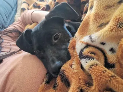 Cachorro raça SRD-ViraLata idade 1 ano nome pandora