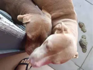 Cachorro raça Pit-Bull idade 7 a 11 meses nome kiara e Pandora