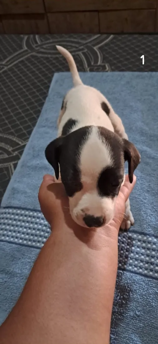 Cachorro raça SRD-ViraLata idade 2 a 6 meses nome Três mosqueteiros 
