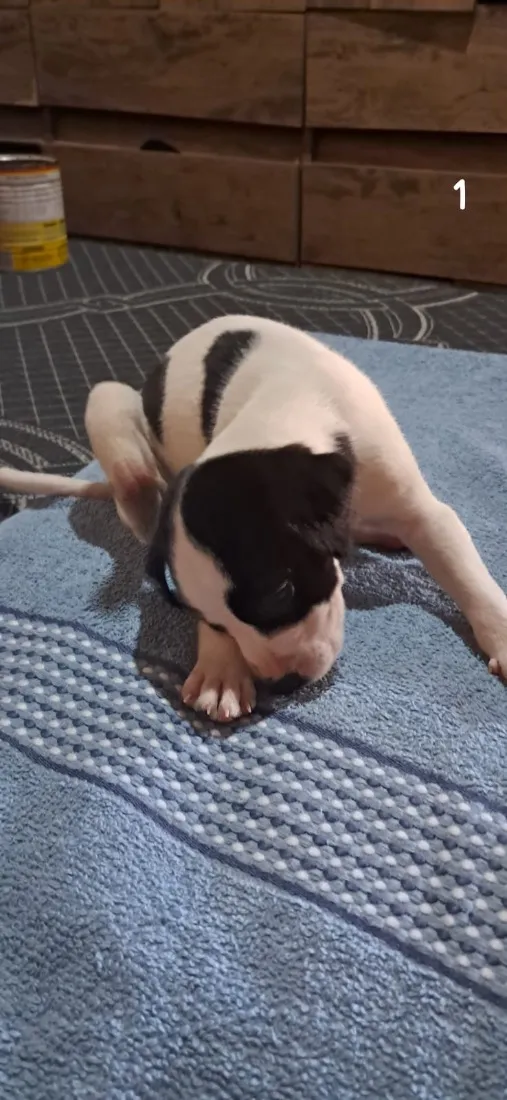 Cachorro raça SRD-ViraLata idade 2 a 6 meses nome Três mosqueteiros 