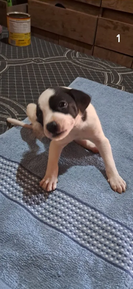 Cachorro raça SRD-ViraLata idade 2 a 6 meses nome Três mosqueteiros 
