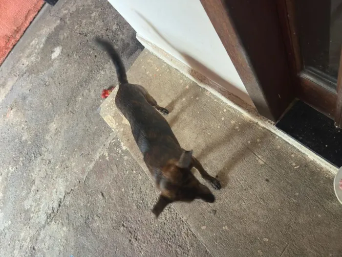 Cachorro raça SRD-ViraLata idade 7 a 11 meses nome Péricles