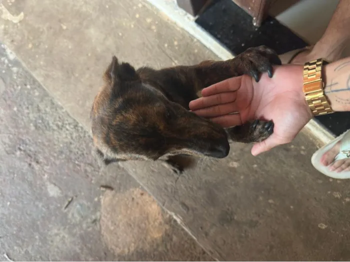 Cachorro raça SRD-ViraLata idade 7 a 11 meses nome Péricles