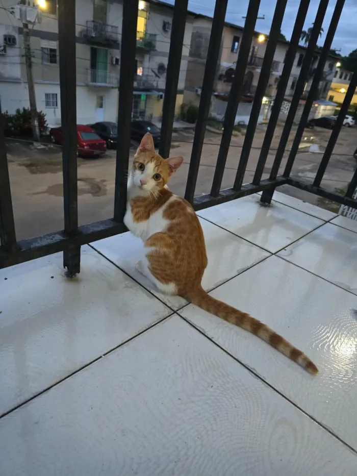 Gato raça SRD-ViraLata idade 2 a 6 meses nome não tem nome