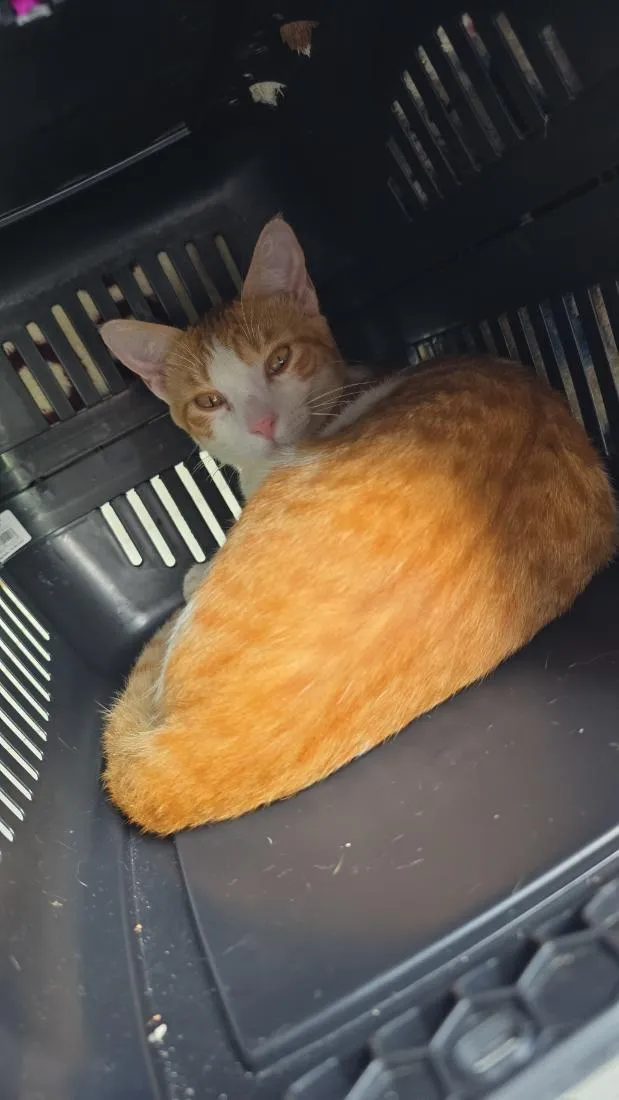Gato raça SRD-ViraLata idade 2 a 6 meses nome não tem nome