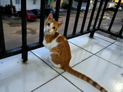 Gato raça SRD-ViraLata idade 2 a 6 meses nome não tem nome