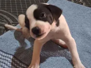Cachorro raça SRD-ViraLata idade 2 a 6 meses nome Três mosqueteiros 