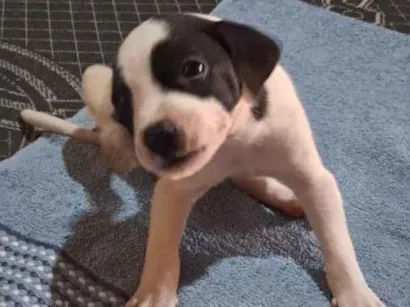 Cachorro raça SRD-ViraLata idade 2 a 6 meses nome Três mosqueteiros 