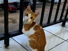 Gato raça SRD-ViraLata idade 2 a 6 meses nome não tem nome