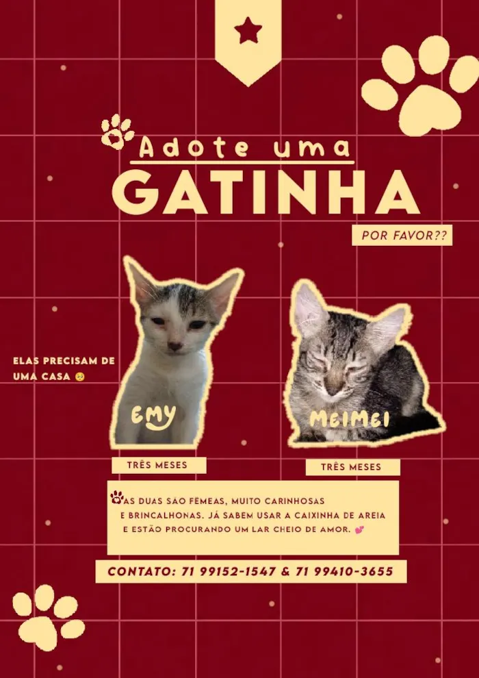 Gato raça SRD-ViraLata idade 2 a 6 meses nome Emy e MeiMei 