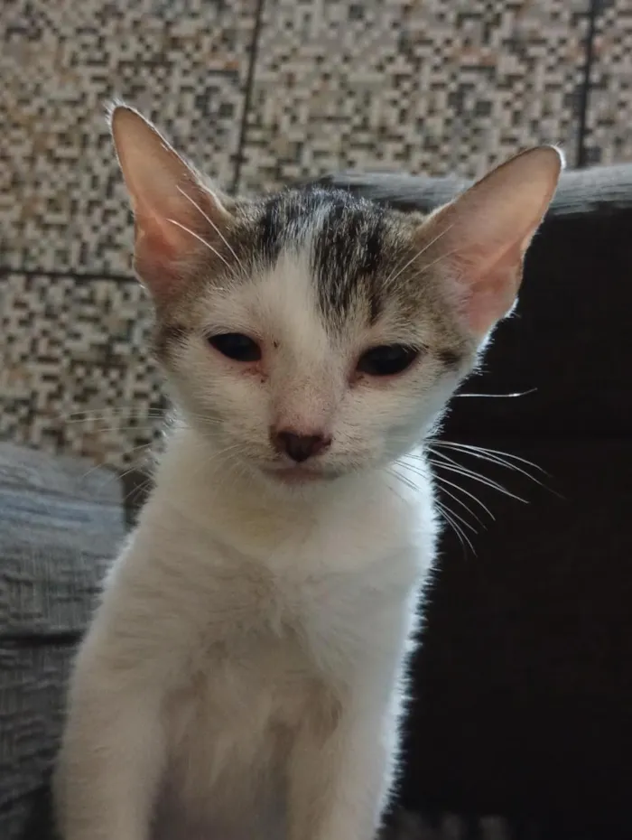 Gato raça SRD-ViraLata idade 2 a 6 meses nome Emy e MeiMei 