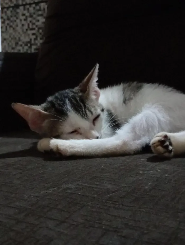 Gato raça SRD-ViraLata idade 2 a 6 meses nome Emy e MeiMei 