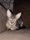 Emy e MeiMei 