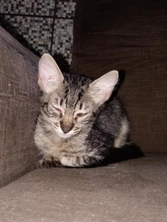 Gato raça SRD-ViraLata idade 2 a 6 meses nome Emy e MeiMei 