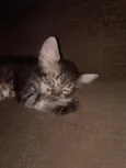 Emy e MeiMei 