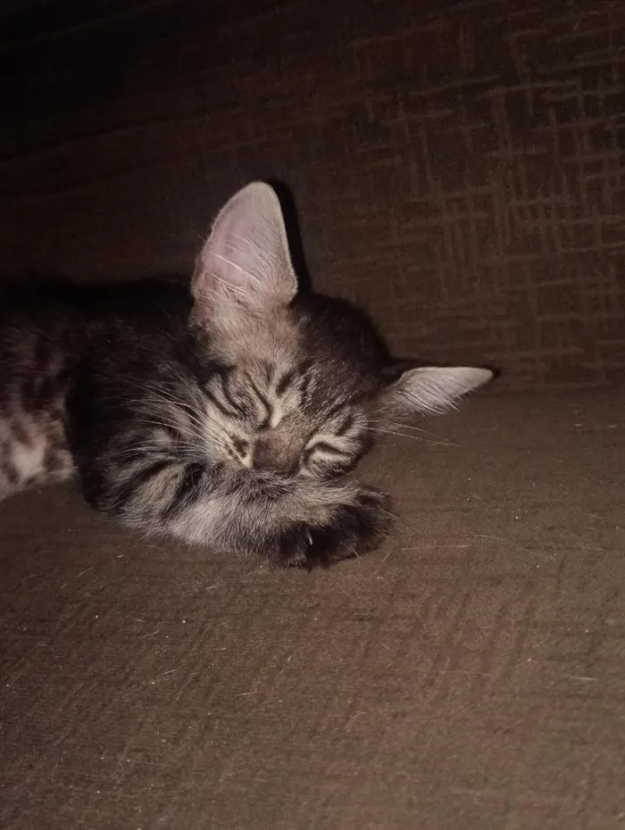 Gato raça SRD-ViraLata idade 2 a 6 meses nome Emy e MeiMei 