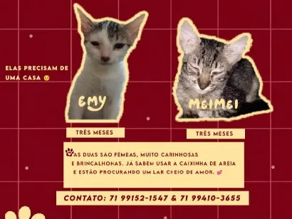 Gato raça SRD-ViraLata idade 2 a 6 meses nome Emy e MeiMei 