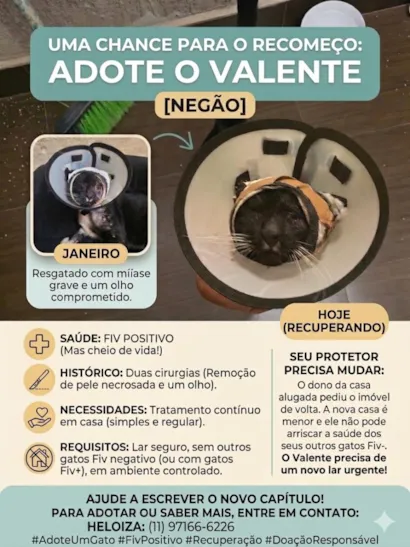 Gato raça SRD-ViraLata idade 6 ou mais anos nome Valente