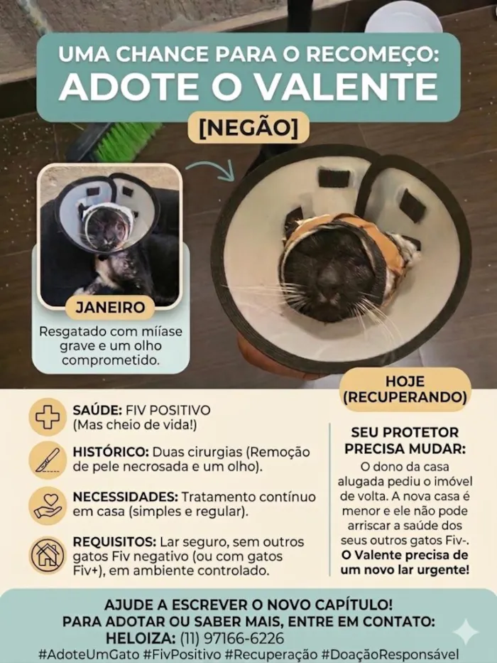 Gato raça SRD-ViraLata idade 6 ou mais anos nome Valente