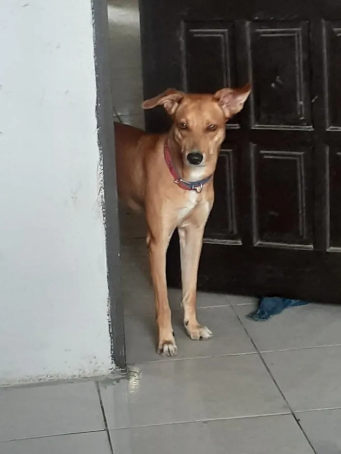 Cachorro raça SRD-ViraLata idade 6 ou mais anos nome Hope
