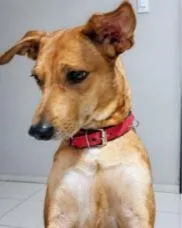 Cachorro raça SRD-ViraLata idade 6 ou mais anos nome Hope