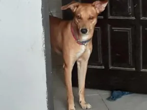 Cachorro raça SRD-ViraLata idade 6 ou mais anos nome Hope