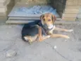 Bongo 