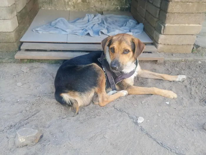 Cachorro raça SRD-ViraLata idade 2 anos nome Bongo 