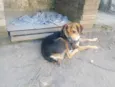 Bongo 