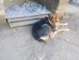 Bongo 