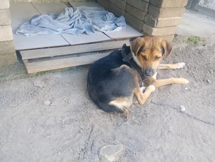 Cachorro raça SRD-ViraLata idade 2 anos nome Bongo 
