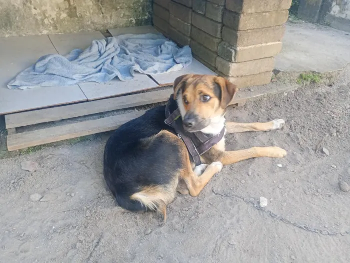 Cachorro raça SRD-ViraLata idade 2 anos nome Bongo 